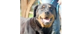 Many Tears Animal Rescue
